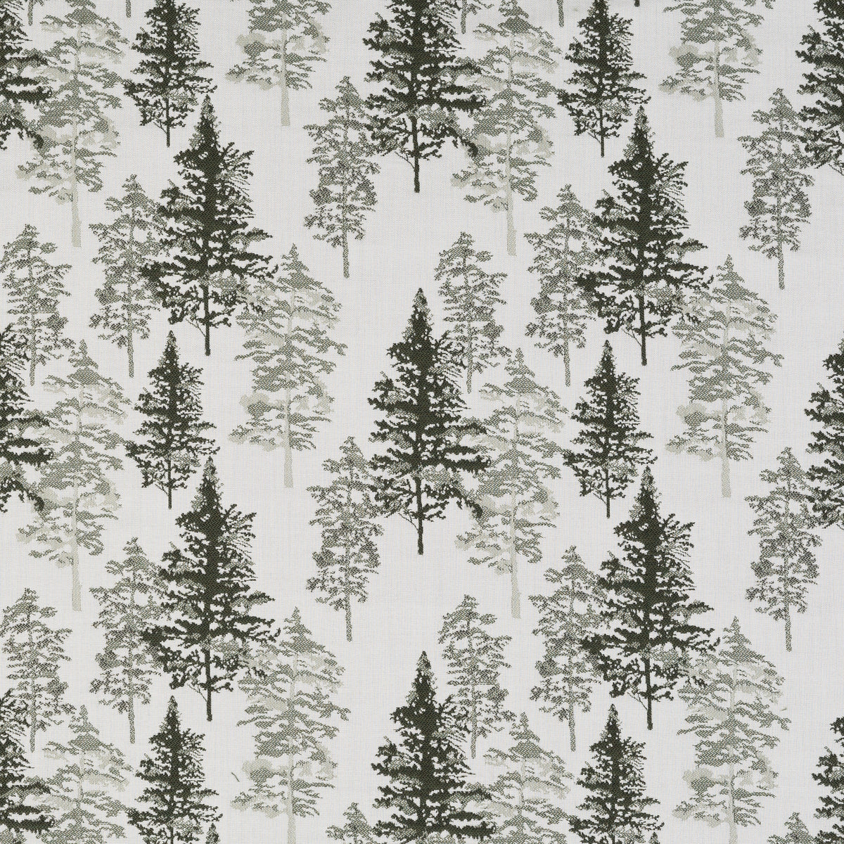 Timber Forest