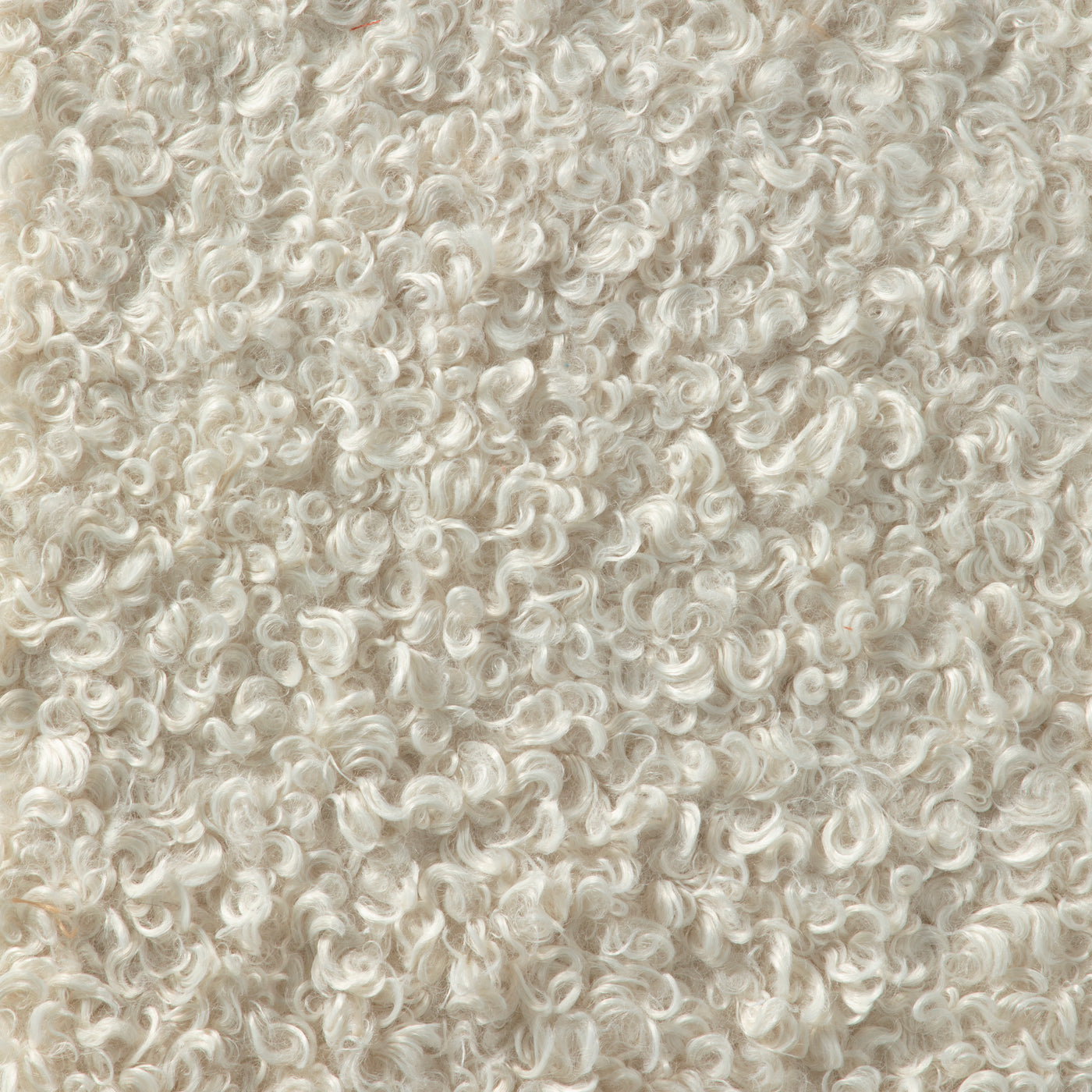 Curly Ivory