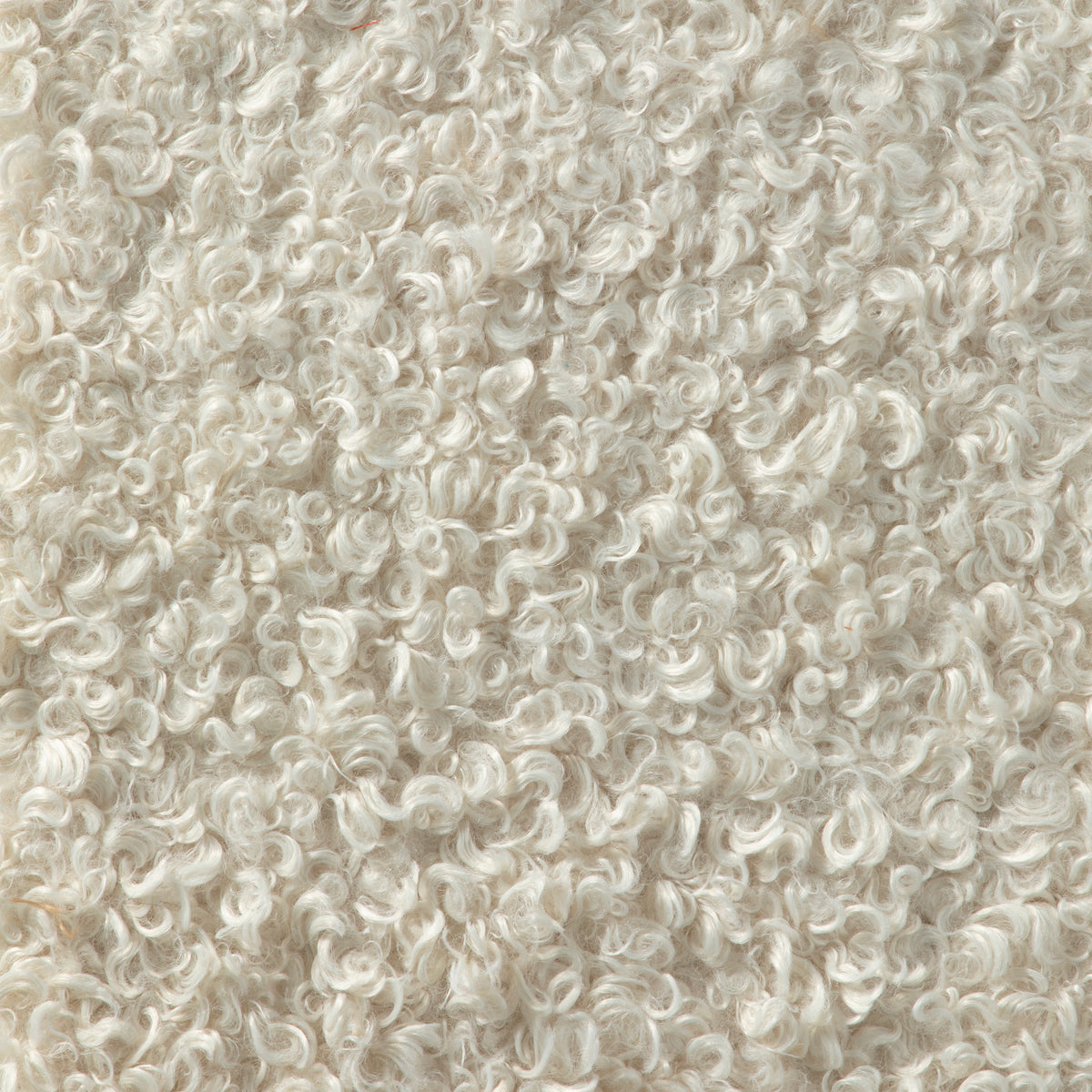 Curly Ivory