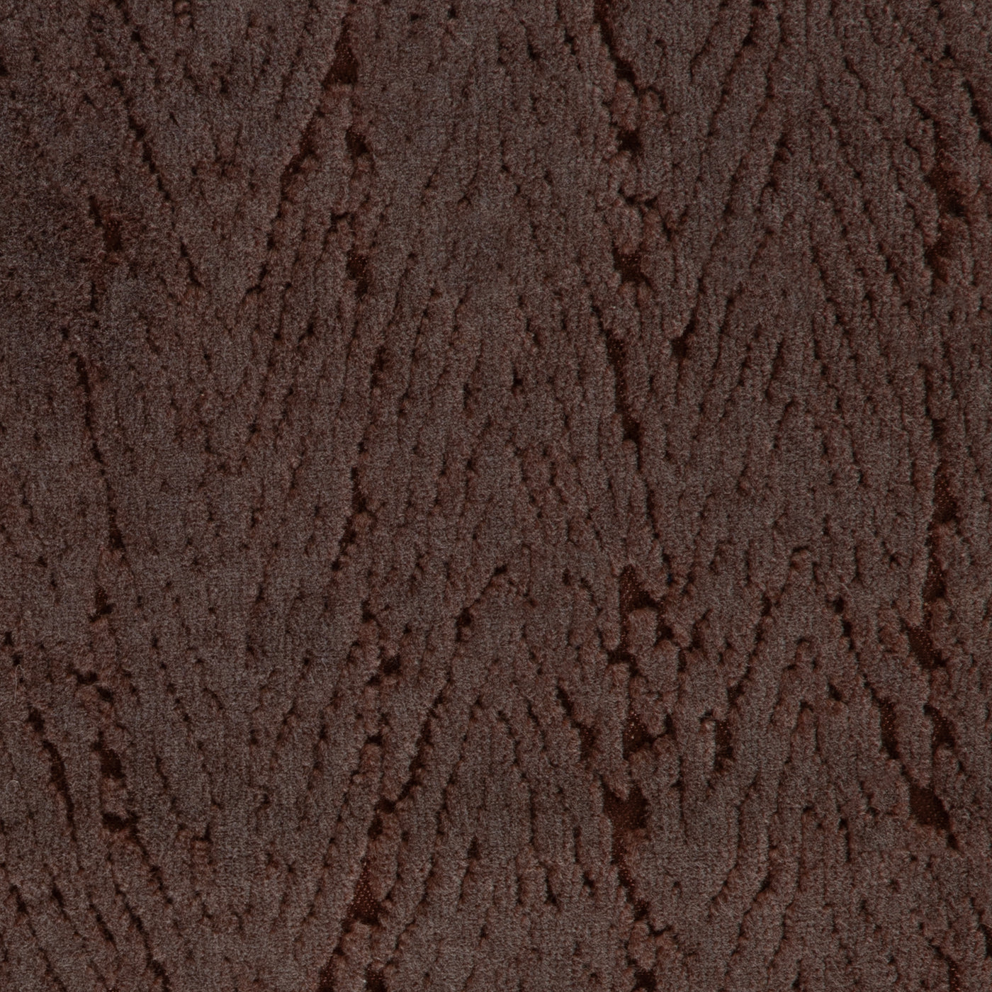 Cypress Plum