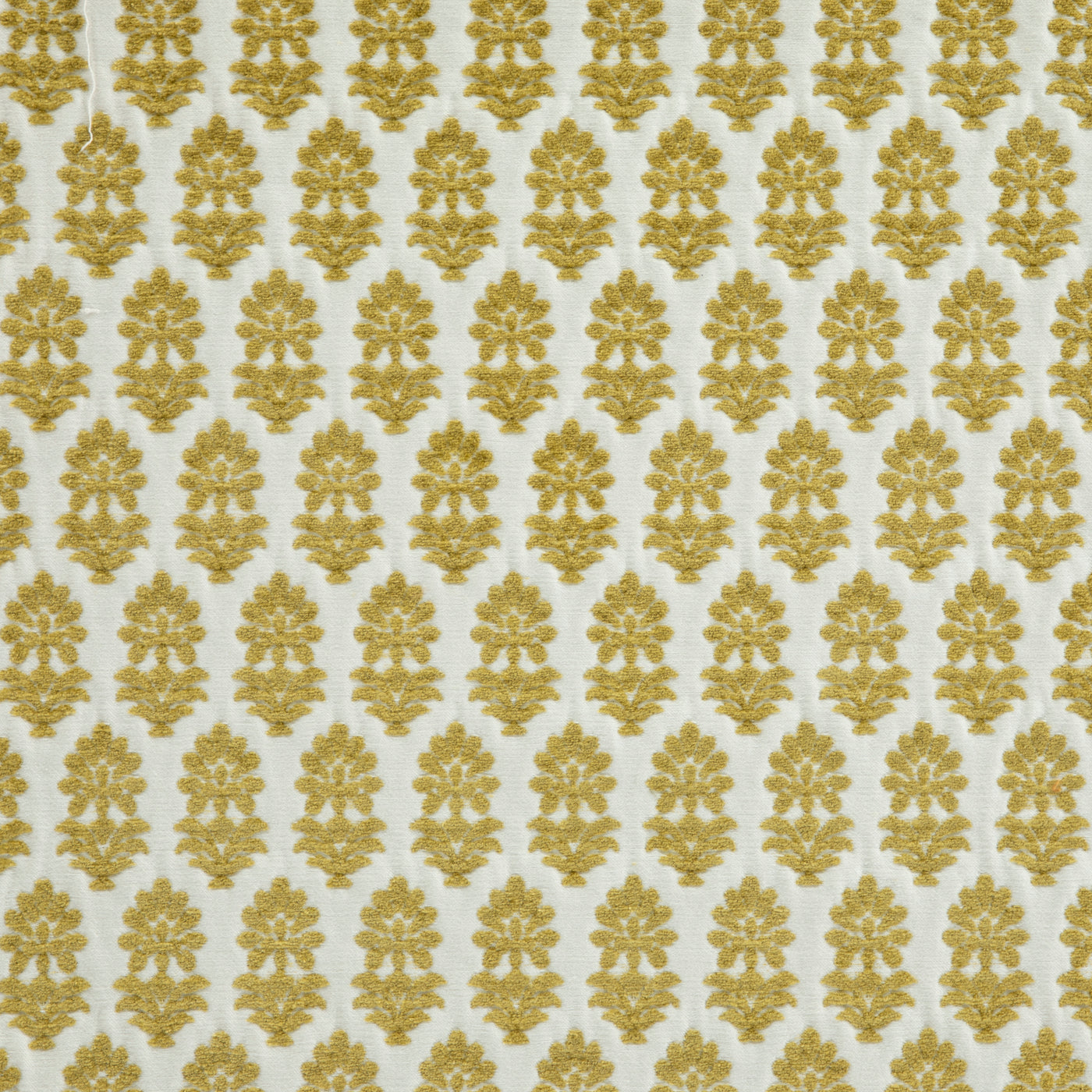 Blossom Citron
